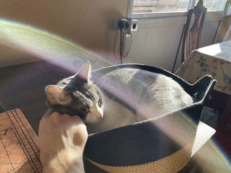 Pretty cat
