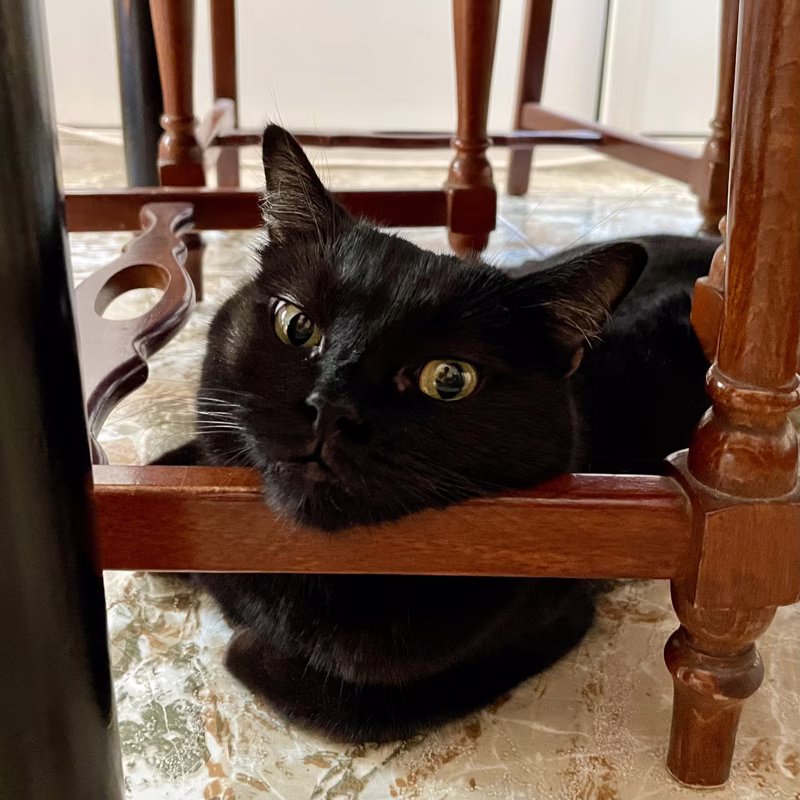 Pretty cat
