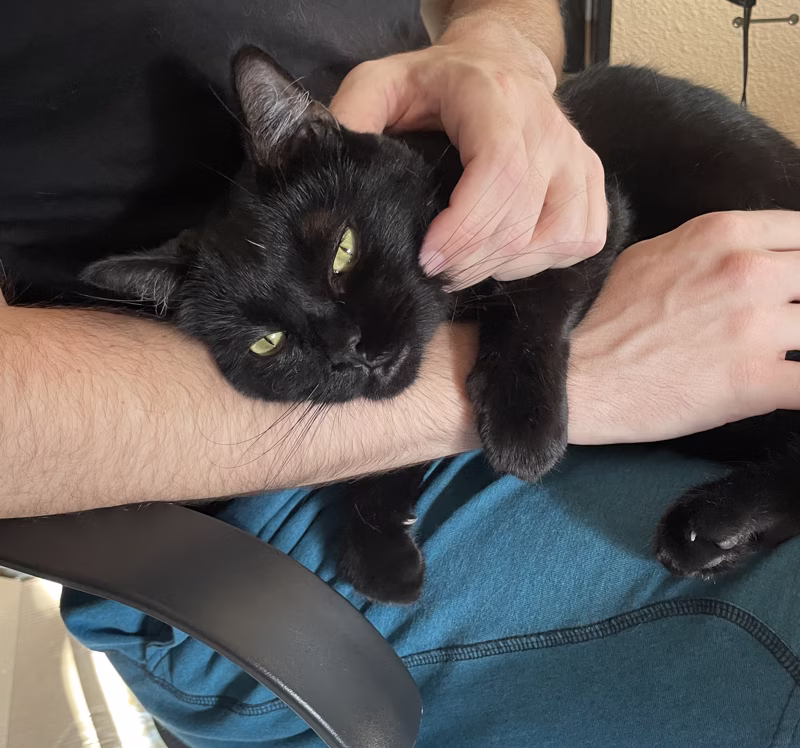Evitando que mi humano trabaje para darme mimitos.
