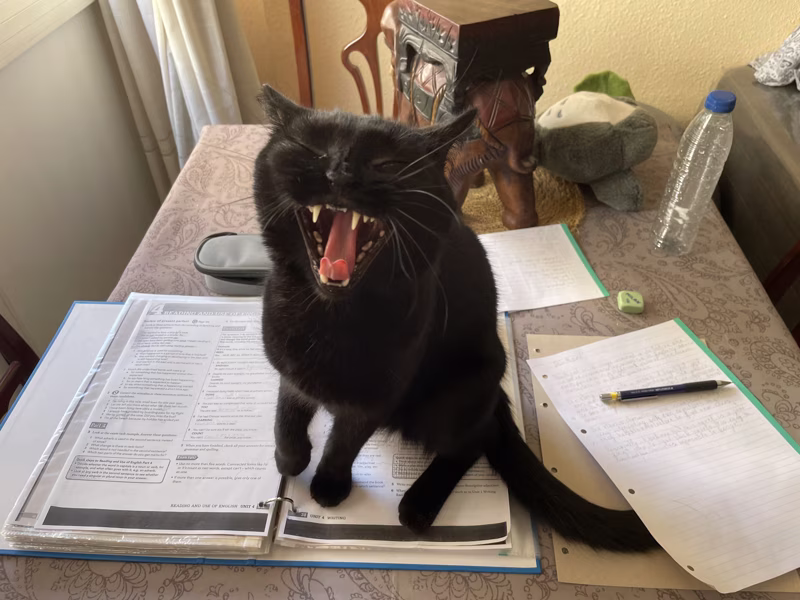 -¡Deja de estudiar y hazme caso!-