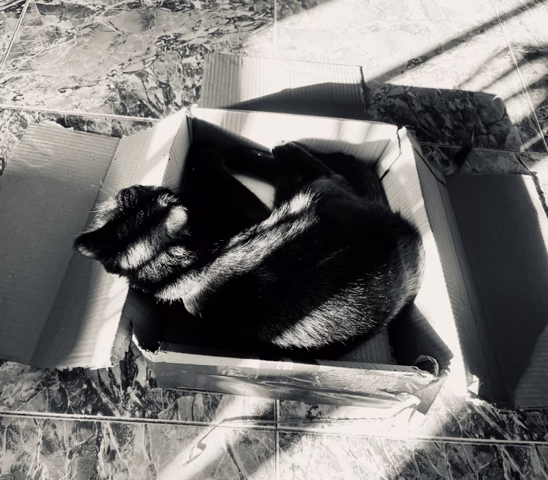 Soy el detective Baldo. Aún recuerdo cuando esa gatita salvaje entró en mi caja contoneando su cola. Le habían robado el cascabel de oro. Acepté el caso sin dudarlo, quería meter los bigotes en ese caso. Olía a pescado podrido.