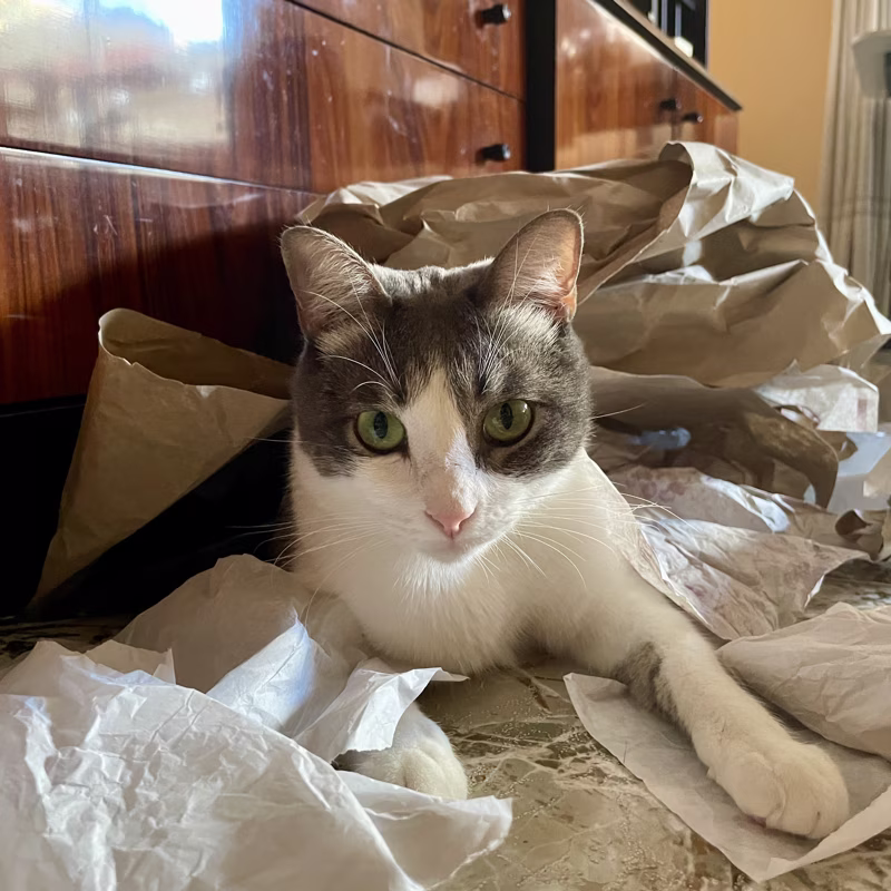 Pretty cat