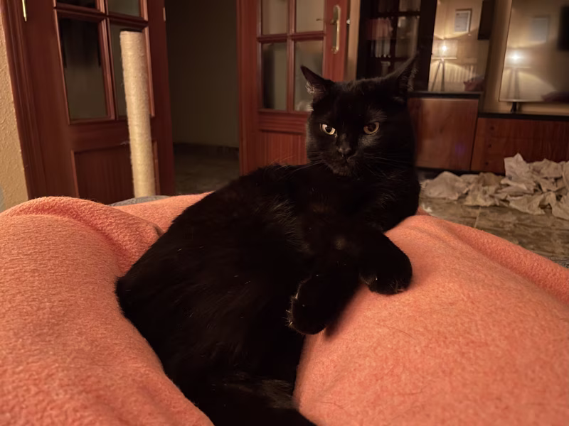 -¿Y… sueles acurrucarte mucho por aquí?-