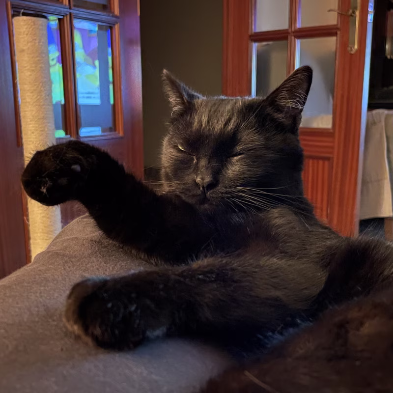 Soñando que vence a Scar