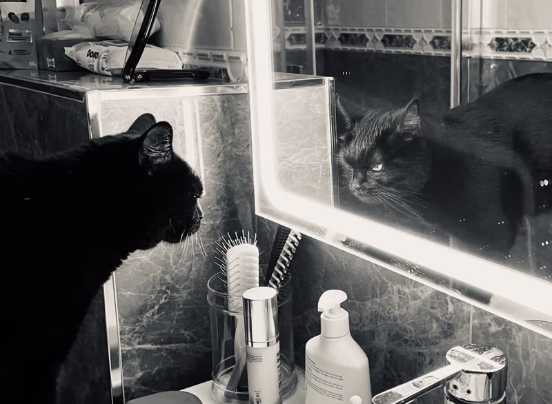 -Yo no estoy en peligro, Skyler. Yo soy el peligro. Un sanguinario depredador se abalanza sobre un lindo minino, ¿y tú crees que ese soy yo? No. ¡Yo soy el que salta!-