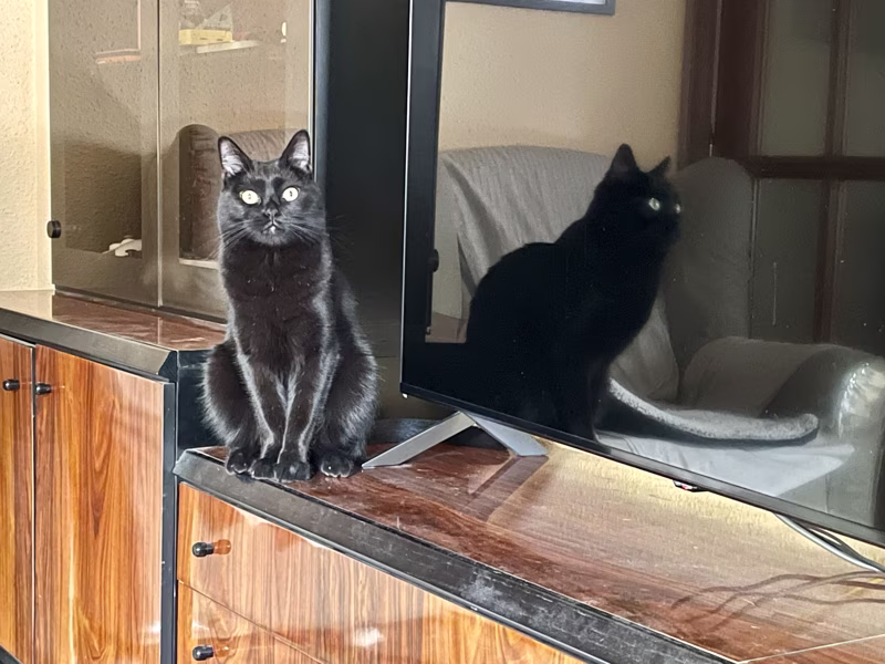 Diferencia entre gato poralizado y no polarizado