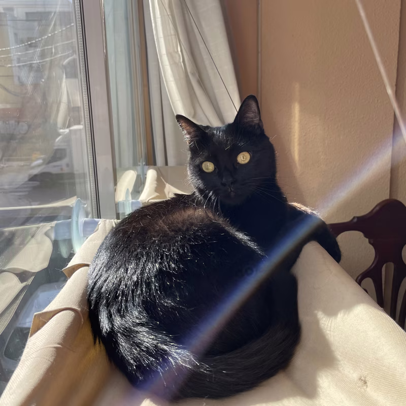 Pretty cat