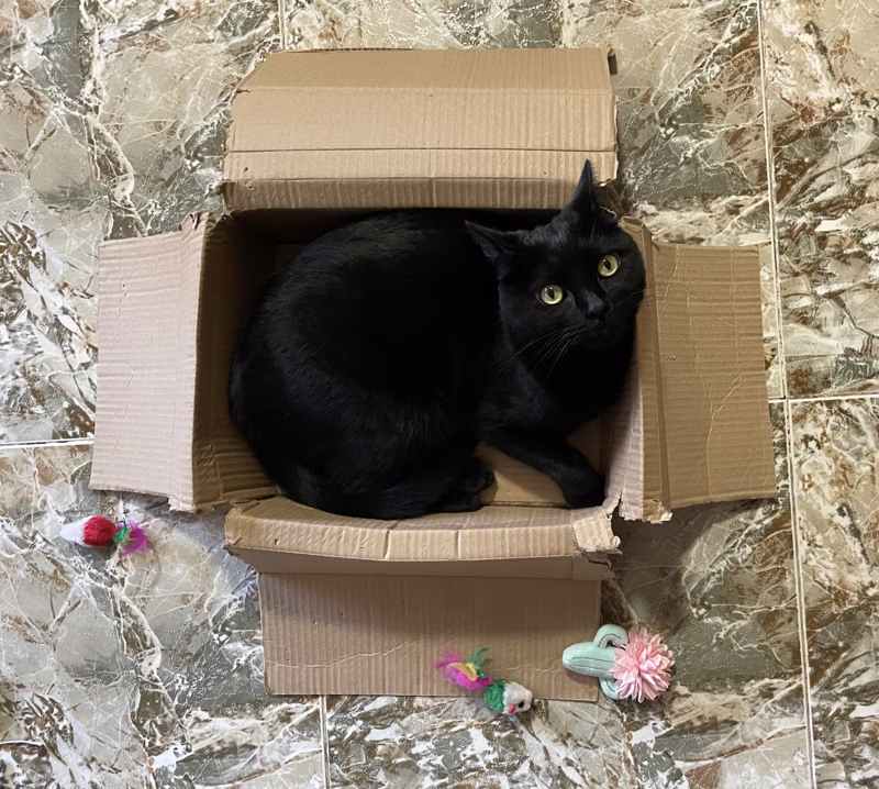 Pretty cat