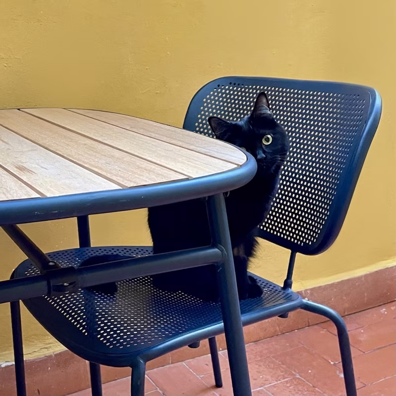 Pretty cat