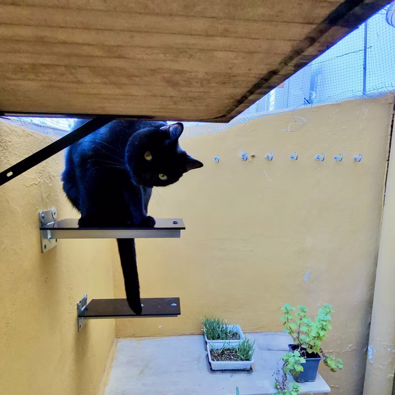 Pretty cat